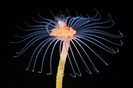 hydrozoa